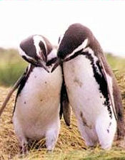 Penguins of Otway Sound
